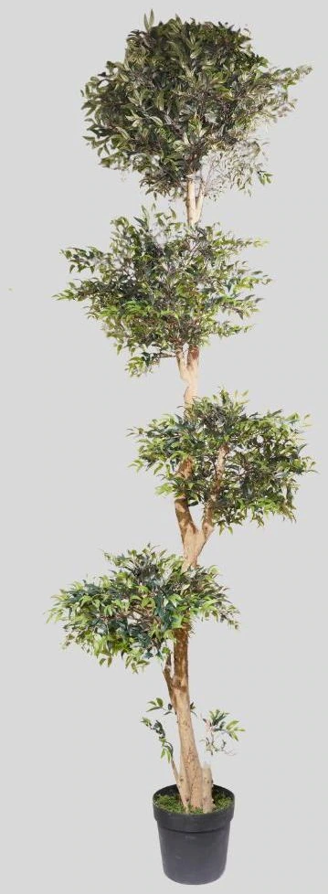 Ruscus Tree X W/7552Lvs Size: 300Cm
